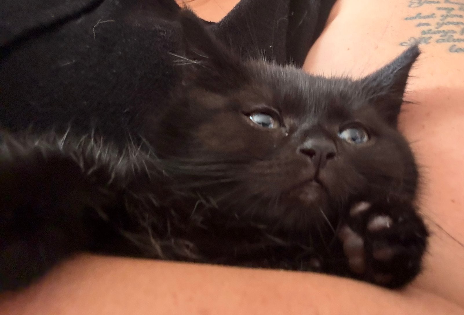 Raszuiverre Britsekorthaar kittens zwart/bruin mogen mee!, Poes, Ontwormd, 0 tot 2 jaar