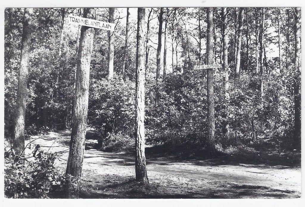 Chaam De Faasbloem Oude ongelopen ansichtkaart (B1393, Ophalen of Verzenden, 1940 tot 1960, Ongelopen