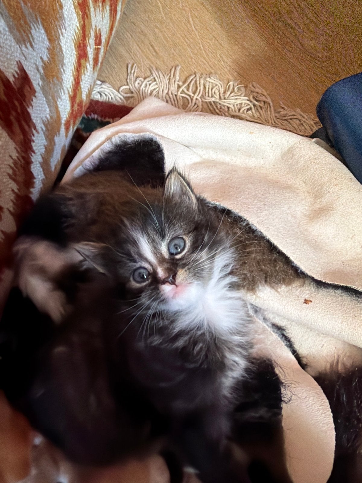 Kittens te koop