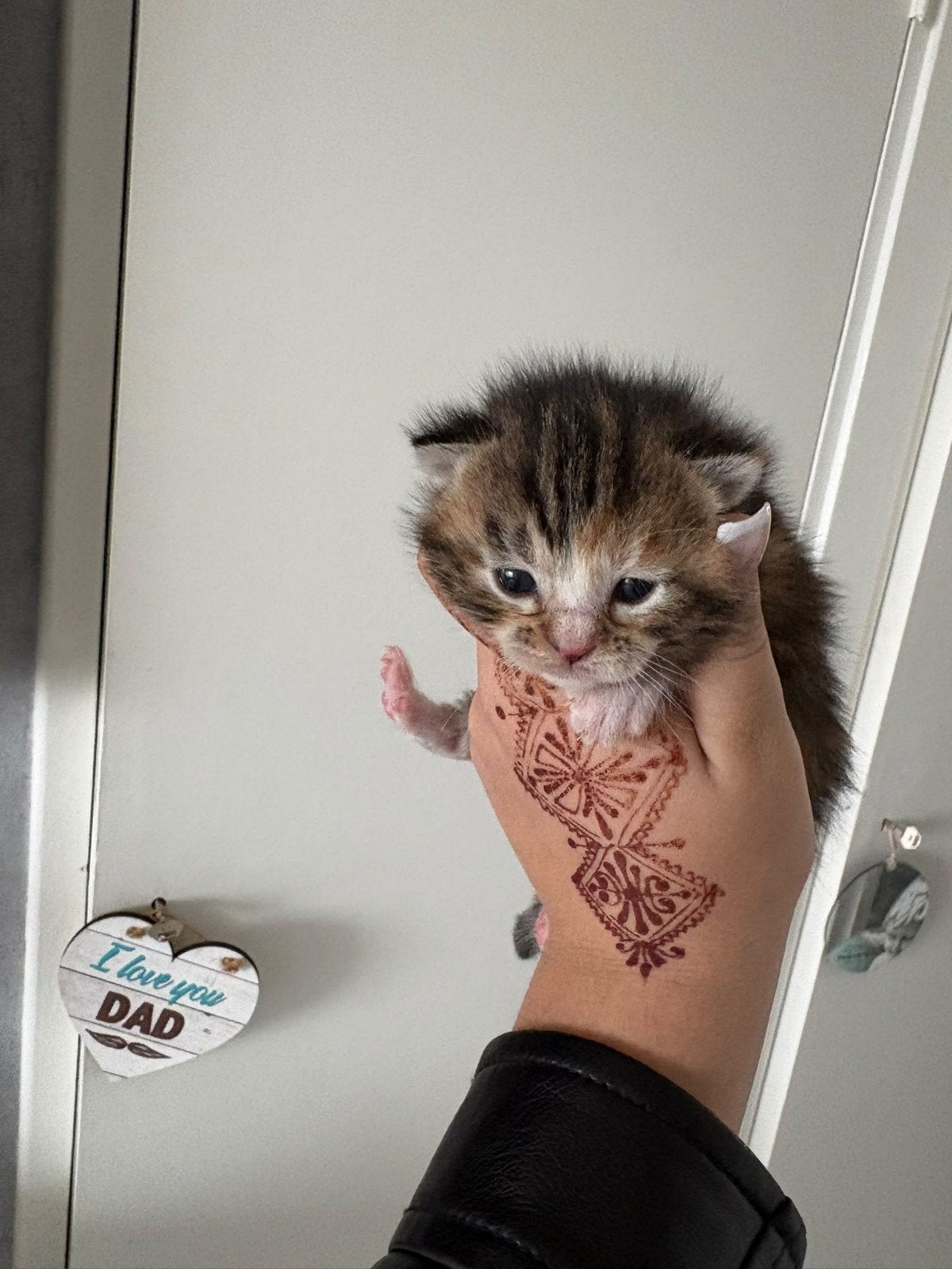 kitten, Poes