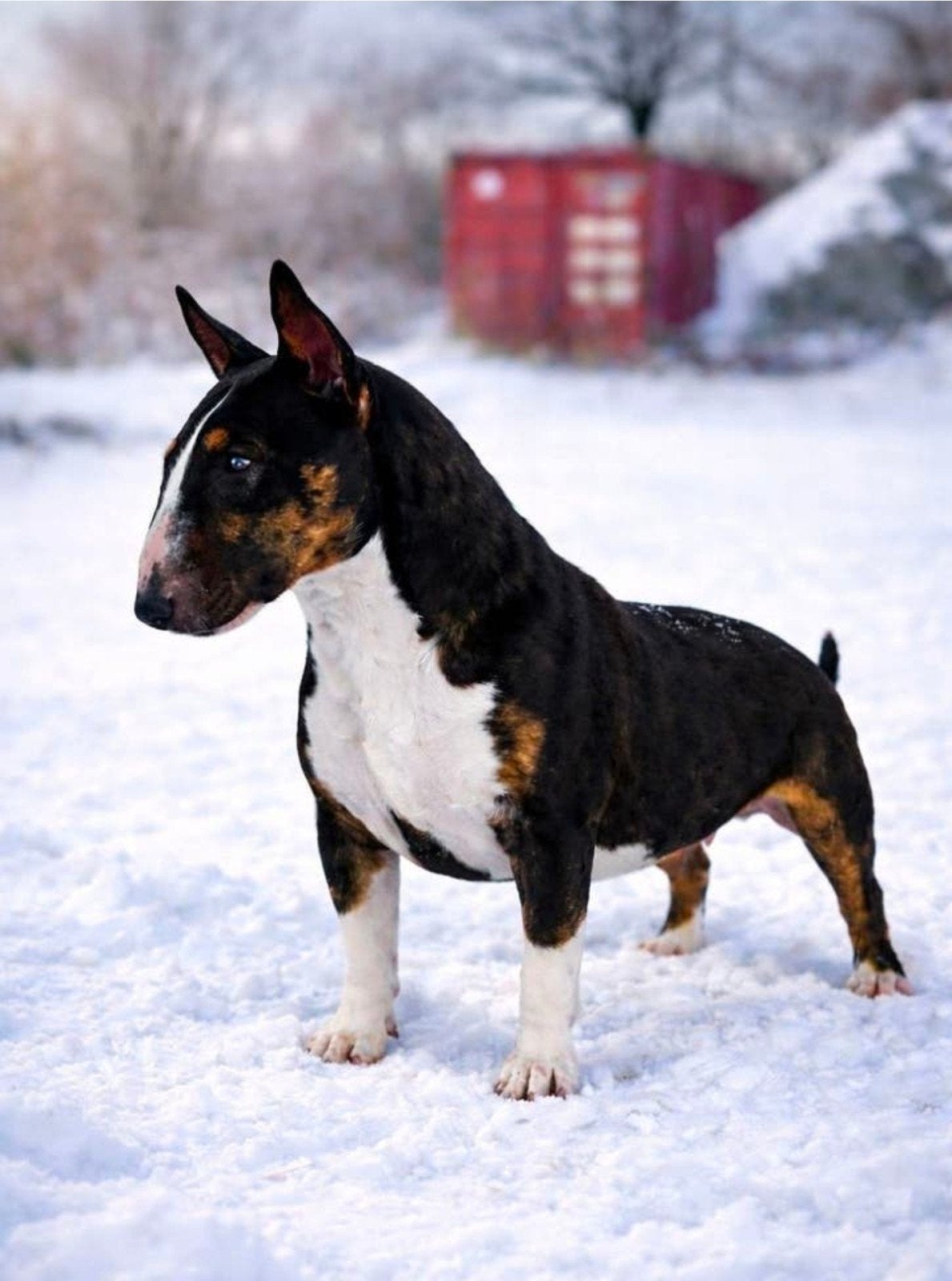 Mini bull terrier, België, Fokker | Hobbymatig, 1 tot 2 jaar, Teef