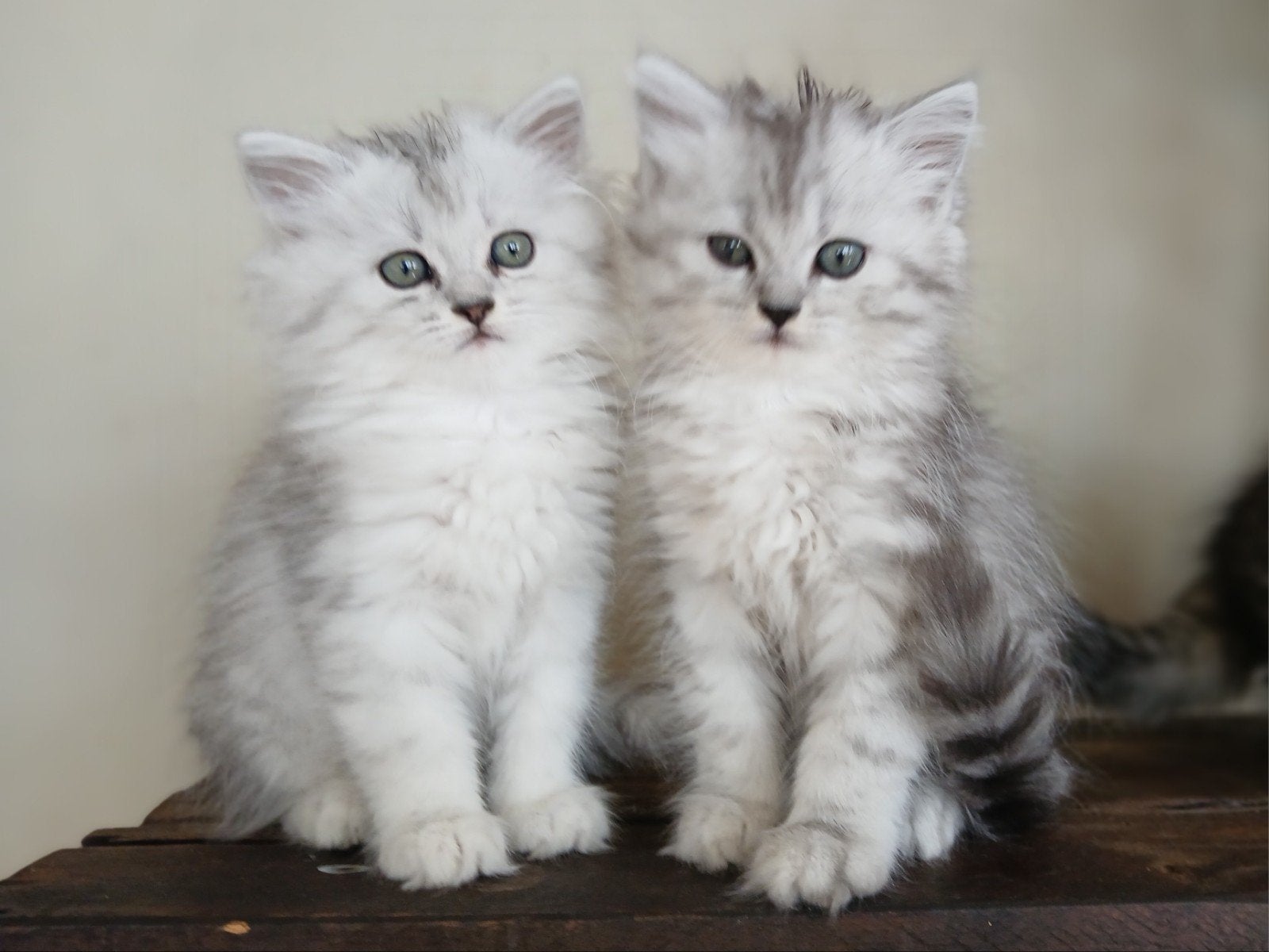 Pers x Ragdoll, Dieren en Toebehoren, Kater