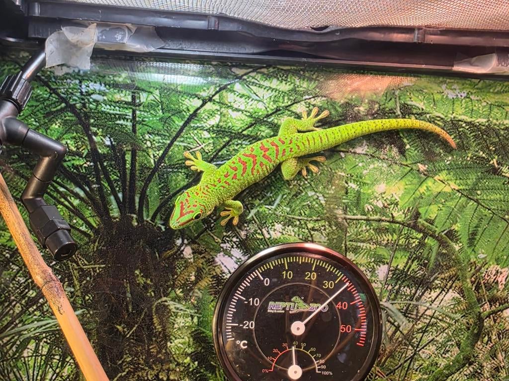 Phelsuma Grandis (high red) - daggekko - gekko, Dieren en Toebehoren, Reptielen en Amfibieën, Hagedis, 0 tot 2 jaar