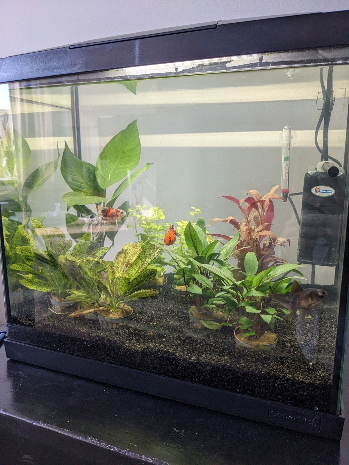Super Fish aquarium, Dieren en Toebehoren, Ophalen, Gebruikt