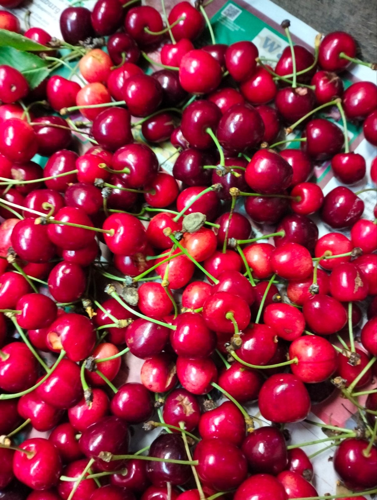 Heerlijk onbespoten geplukt kersen uit eigen tuin, Ophalen