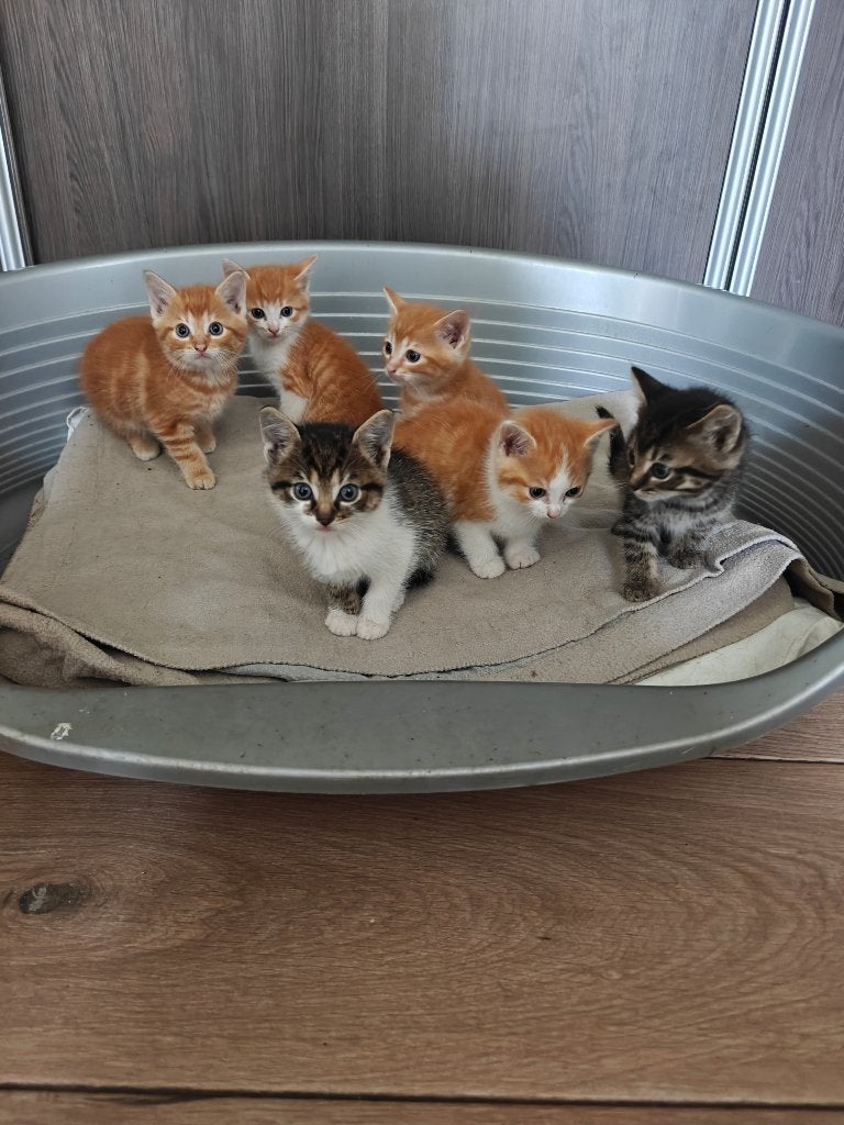 Lieve kittens te koop, Dieren en Toebehoren, Meerdere dieren, Kortharig