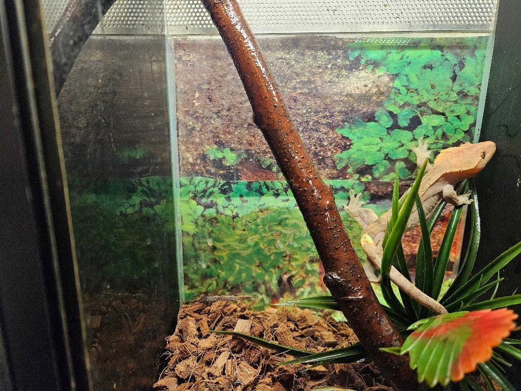 Correlophus ciliatus Wimpergekko's Crested Gecko photo 14