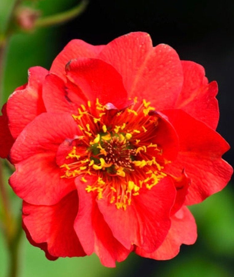 Geum Coccineum 'Feuerball' - Oranje Nagelkruid (P9), Overige soorten, Volle zon, Vaste plant, Ophalen of Verzenden
