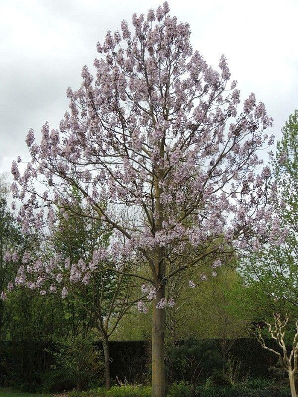 Anna Paulownaboom (Paulownia tomentosa), Ophalen of Verzenden, Volle zon, Overige soorten