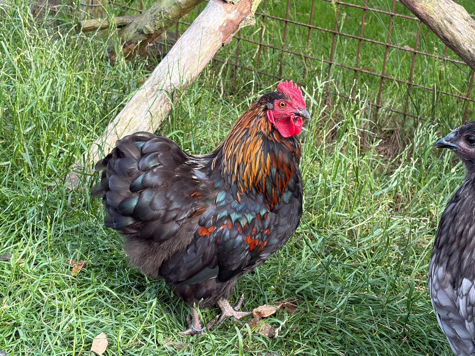 Mooie orpington kriel haan, Dieren en Toebehoren, Mannelijk, Kip