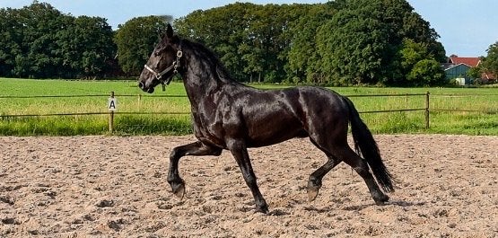 Friese merrie 3 jaar, Dieren en Toebehoren, Paarden, Merrie, 160 tot 165 cm, 3 tot 6 jaar