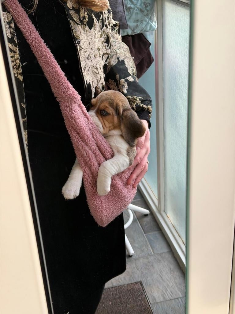 Nieuw draagtas puppy of klein hondje teddy, Ophalen of Verzenden, Nieuw