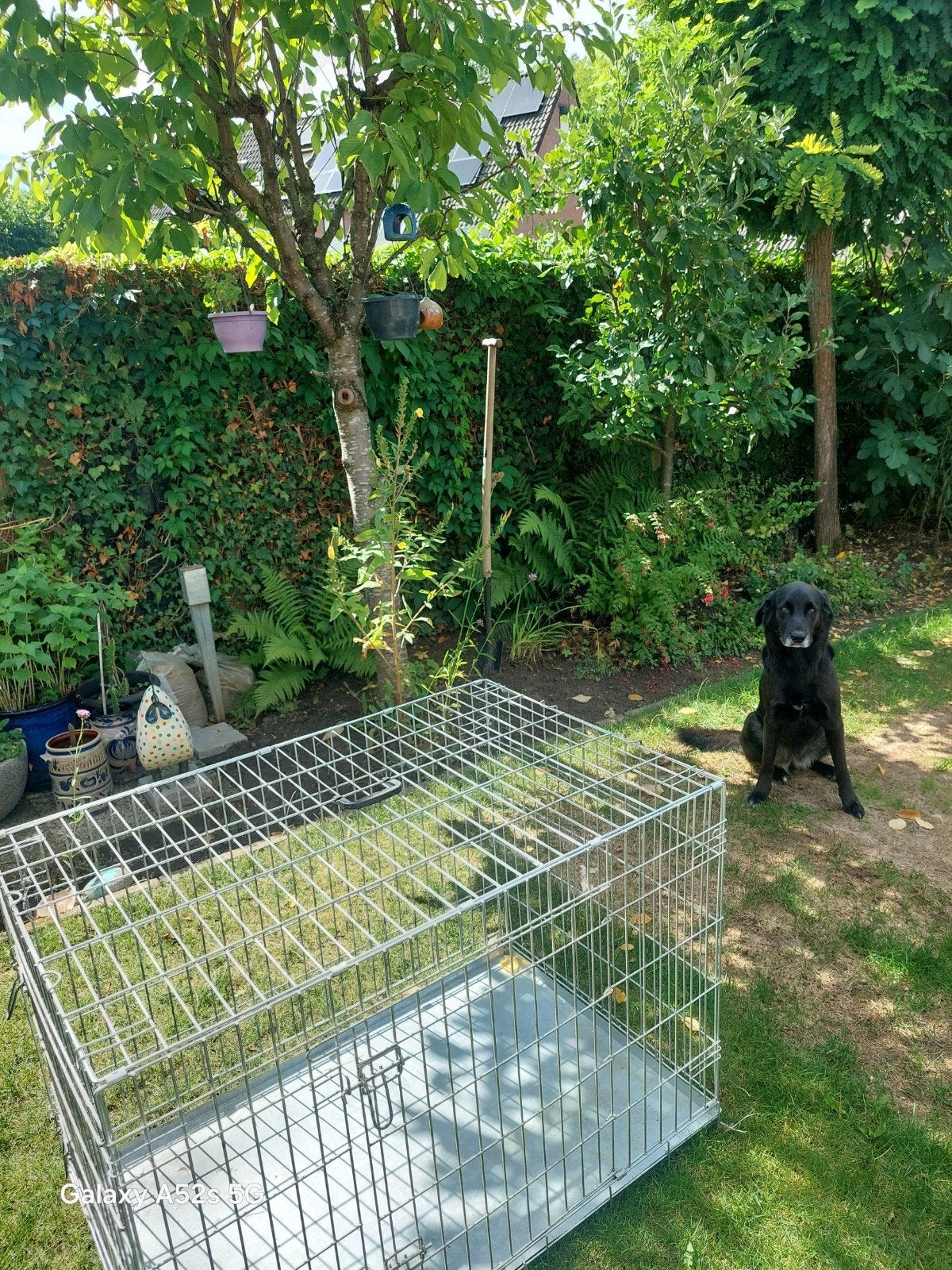 honden bench grote hond, Ophalen, Gebruikt, 75 tot 110 cm, 65 tot 100 cm