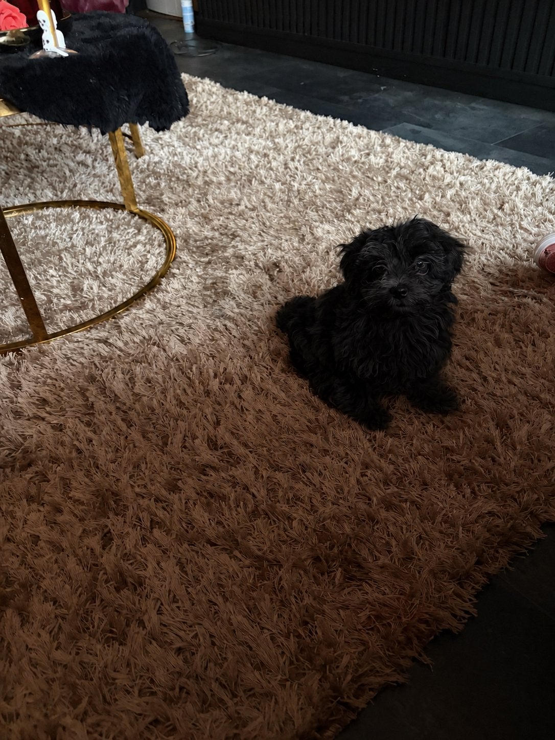 Mini Labradoodle, Overige rassen, CDV (hondenziekte), 8 tot 15 weken, Meerdere