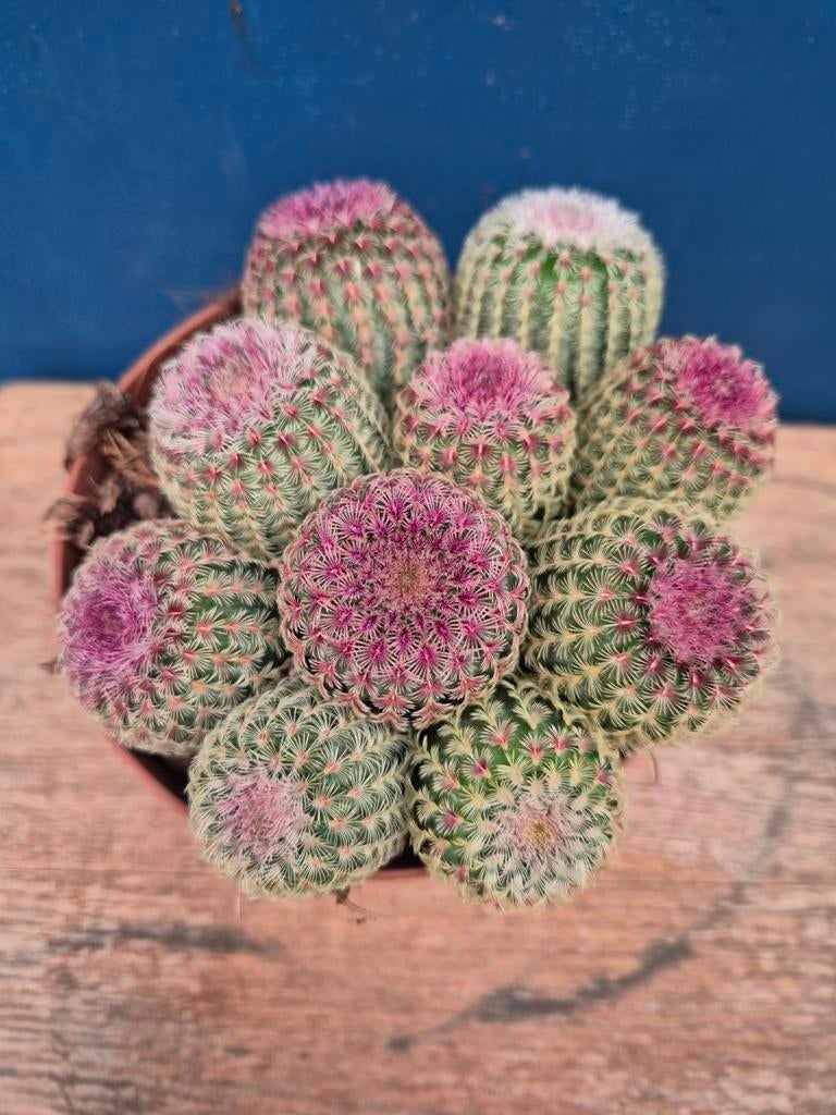 Cactus Cereus Echinocereus Rubrispinus p12 (3), Ophalen of Verzenden, Cactus, Volle zon, Minder dan 100 cm