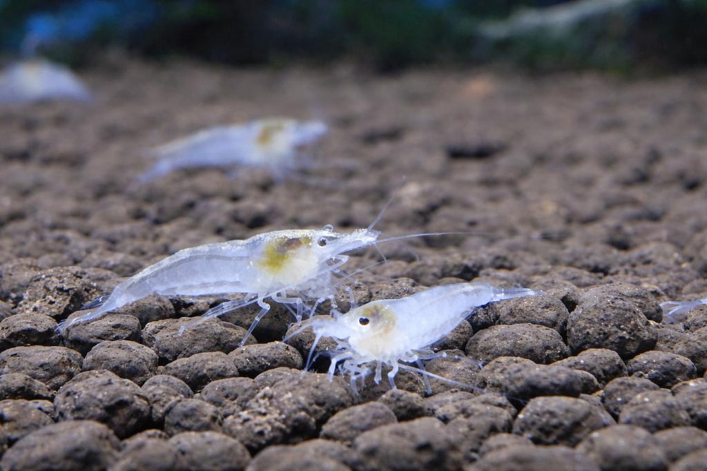 Garnalen Snowball, Dieren en Toebehoren, Vissen | Aquariumvissen, Kreeft, Krab of Garnaal