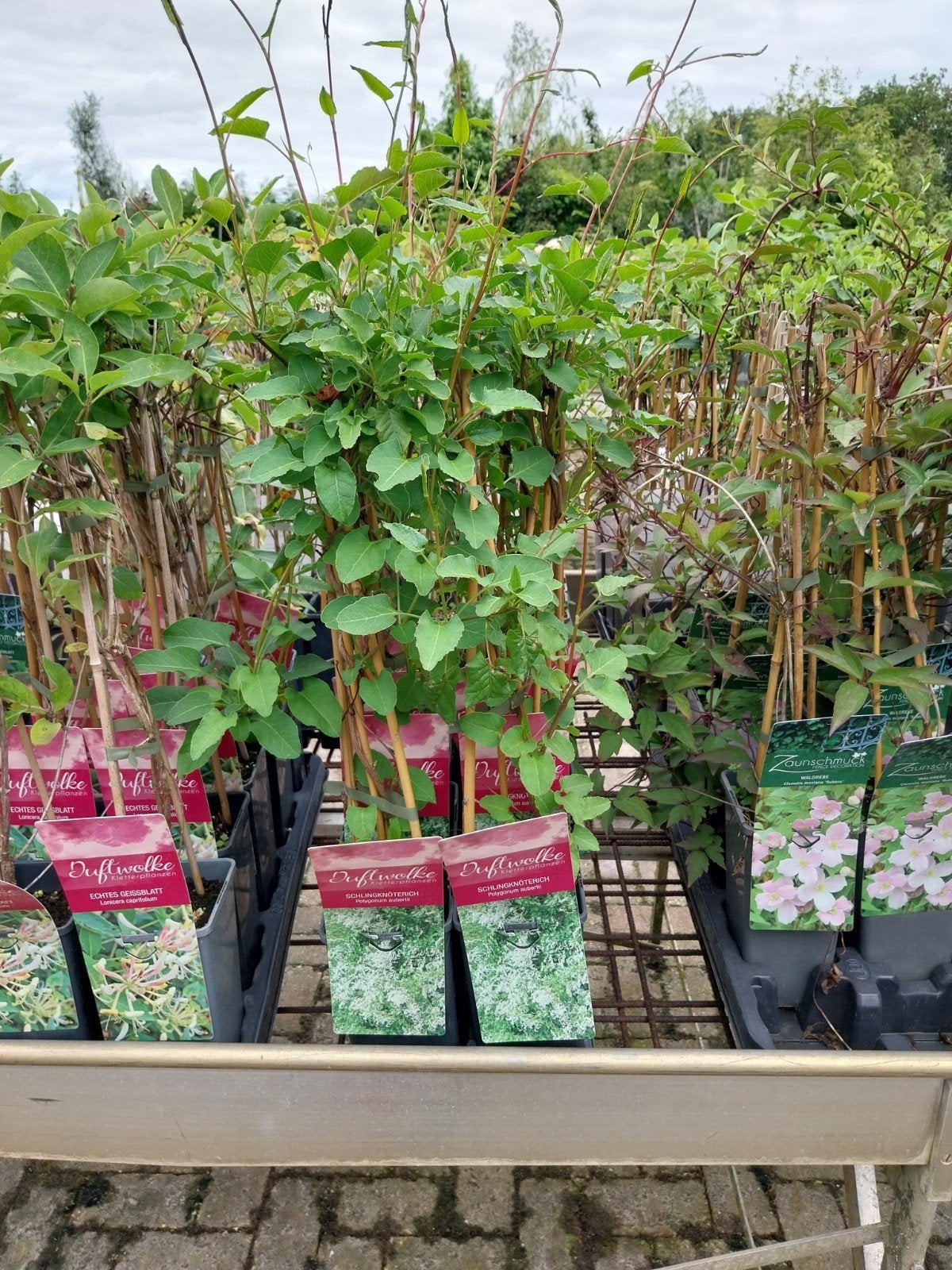 Polygonum aubertii - Russische Bruidssluier, Ophalen, Volle zon, Vaste plant, Klimplanten