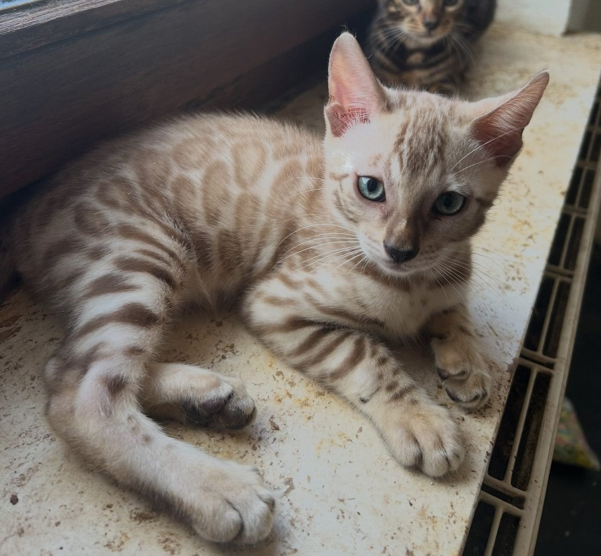 Bengaalse kittens, Meerdere dieren
