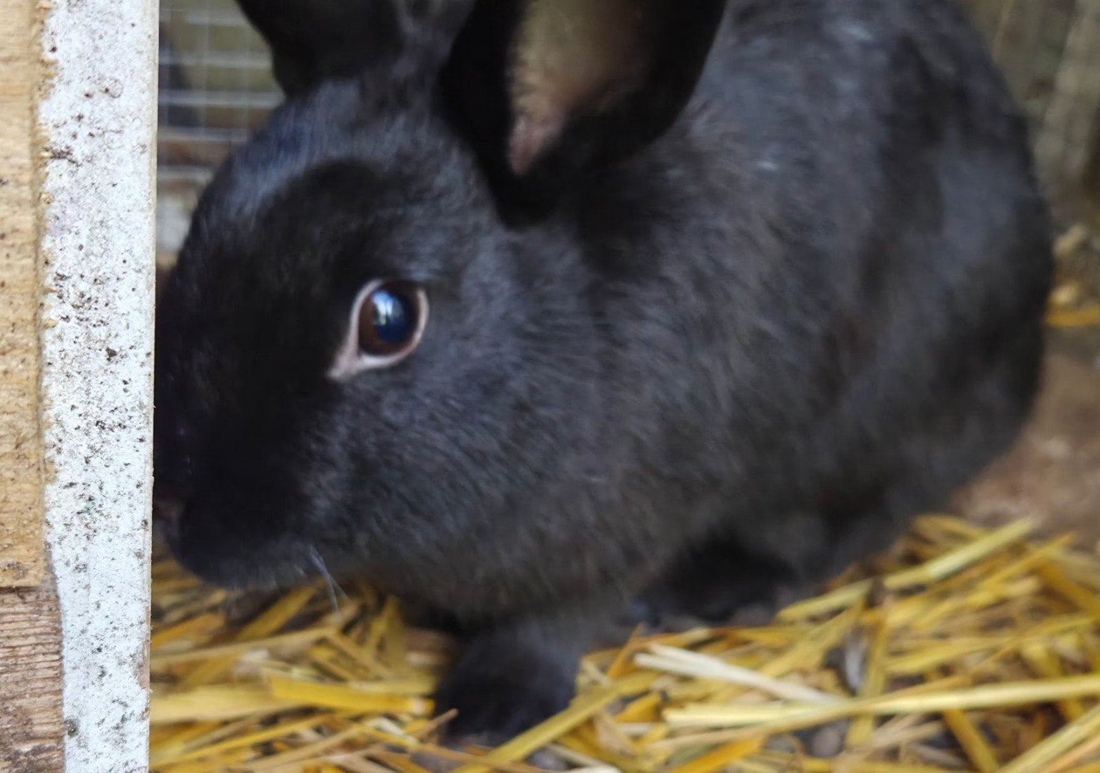 2 konijntjes, Dieren en Toebehoren, Meerdere dieren