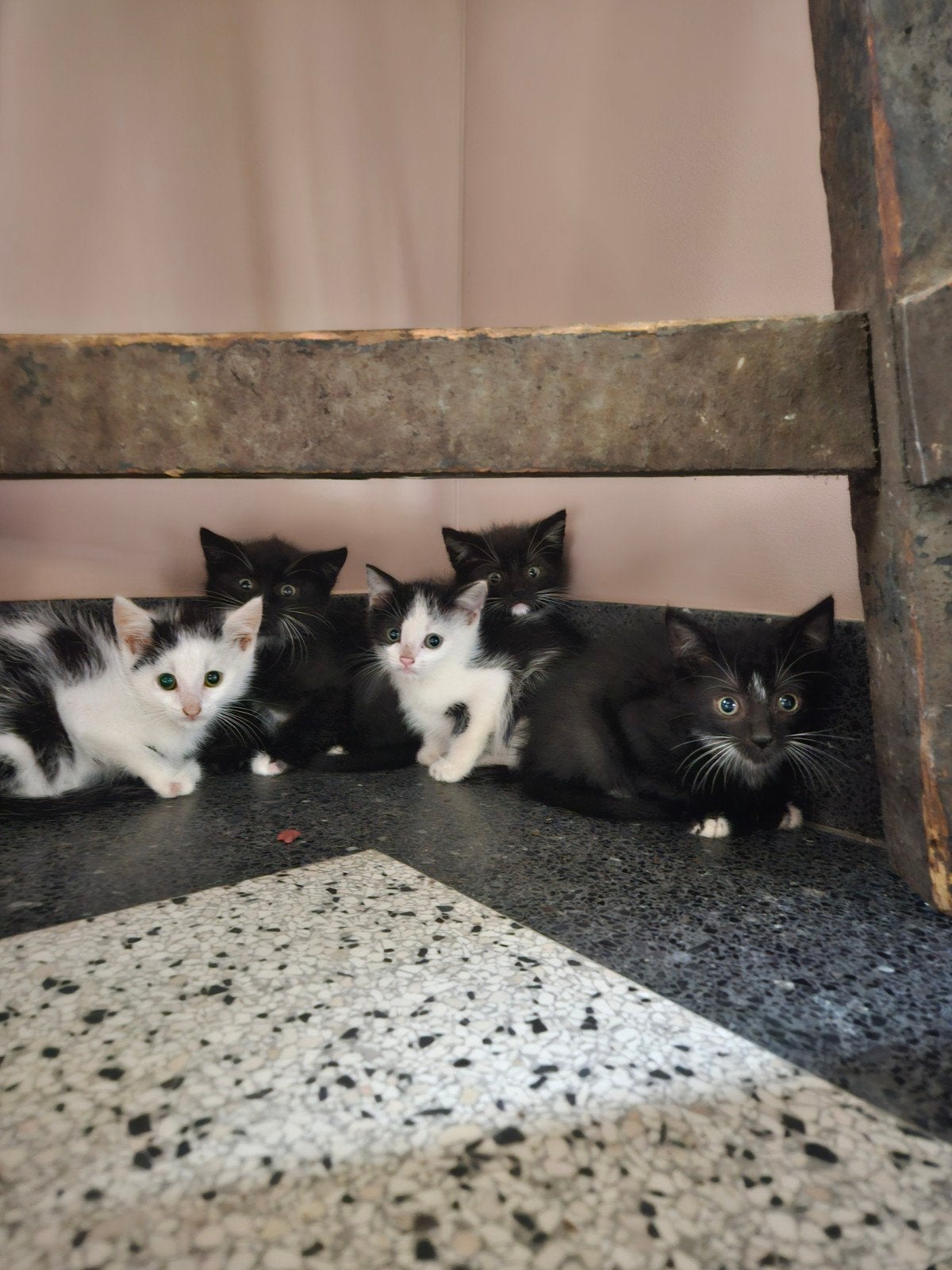 Zwarte kittens, Dieren en Toebehoren, Meerdere dieren, Kortharig, 0 tot 2 jaar