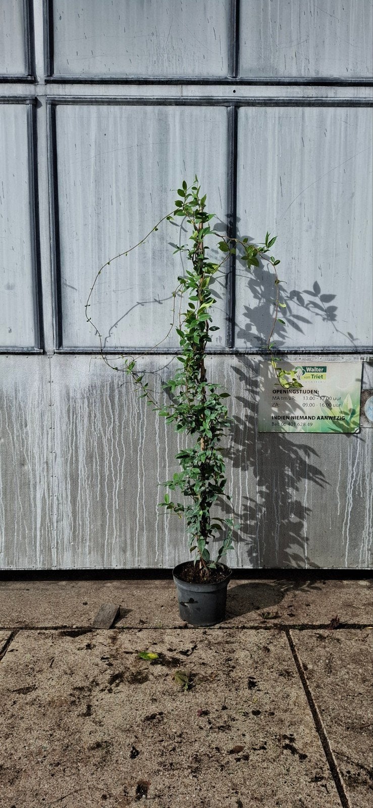 Witte Toscaanse Jasmijn, Overige soorten, 100 tot 250 cm, Zomer, Ophalen