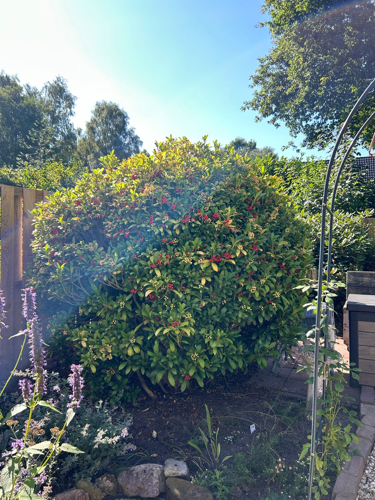 Grote Skimmia Japonica, 5 euro (en zelf scheppen ), Volle zon, Vaste plant, Lente, Ophalen