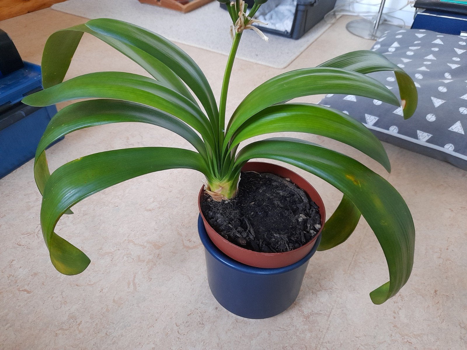 Clivia miniata, Ophalen, Halfschaduw, Minder dan 100 cm