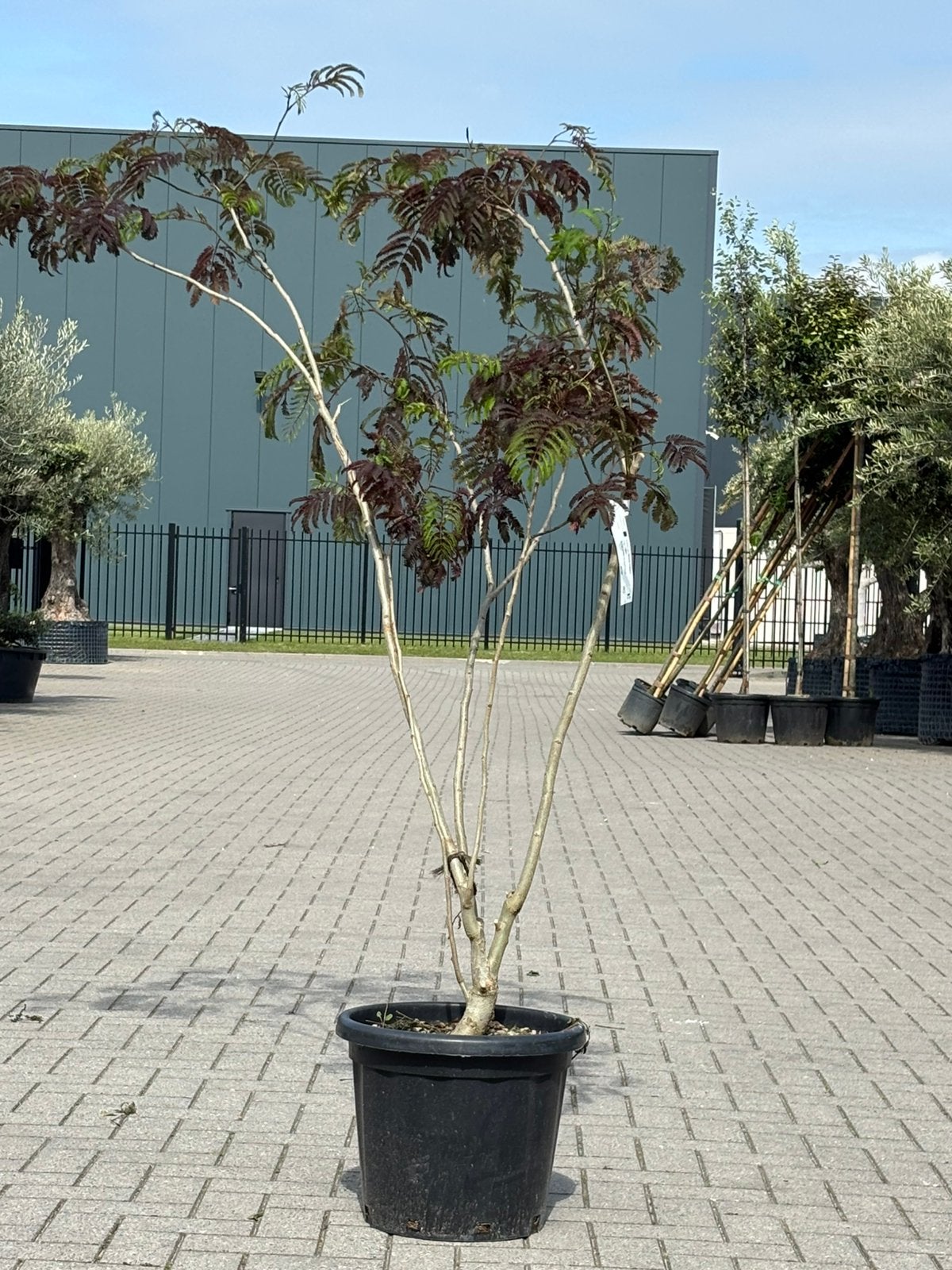 Albizia ‘Summer chocolate’, Tuin en Terras, Planten | Bomen, Overige soorten, 100 tot 250 cm, Zomer, Ophalen