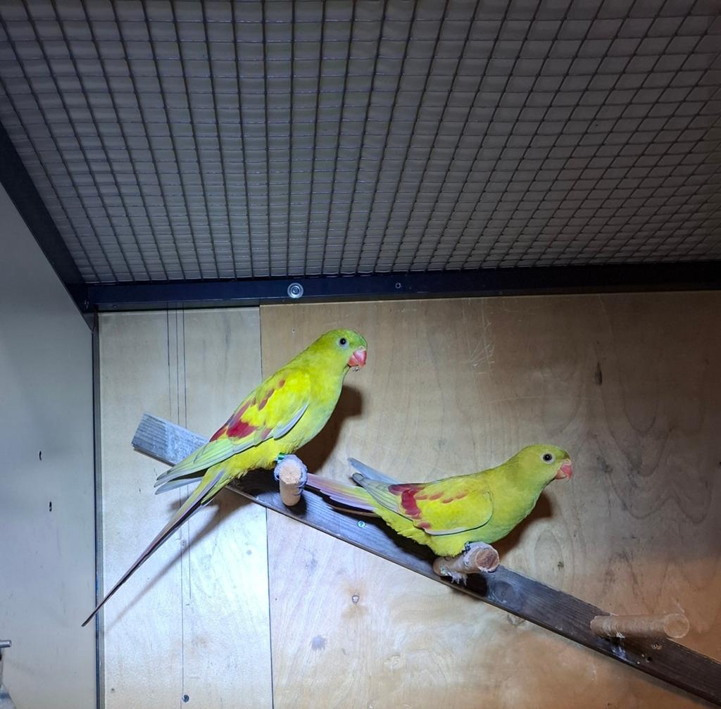 Pastel Bergparkieten., Meerdere dieren, Parkiet
