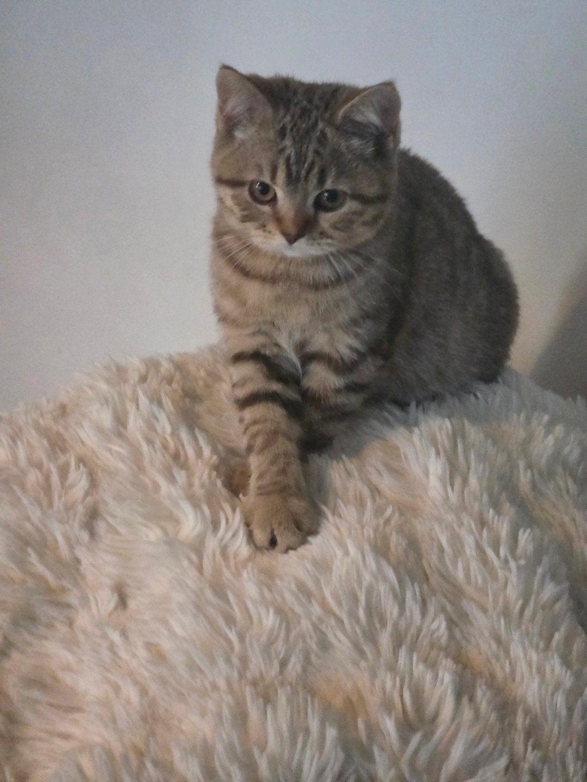 Brits korthaar kitten poesje zie omschrijving, Poes, Met stamboom, 0 tot 2 jaar