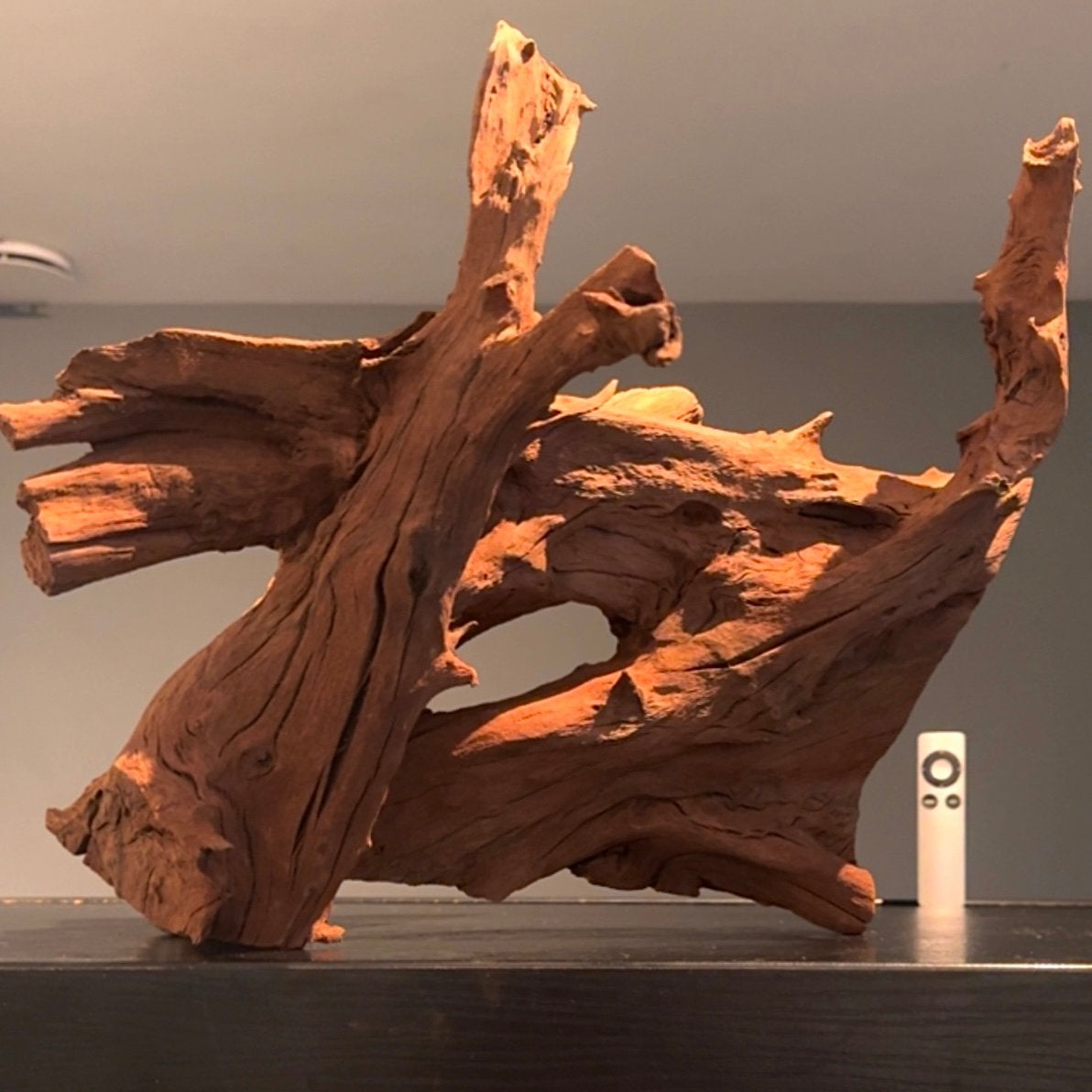 Uniek stuk Kienhout / Spiderwood / Driftwood, Hout Decoratie, Ophalen of Verzenden, Plant(en), Steen of Hout
