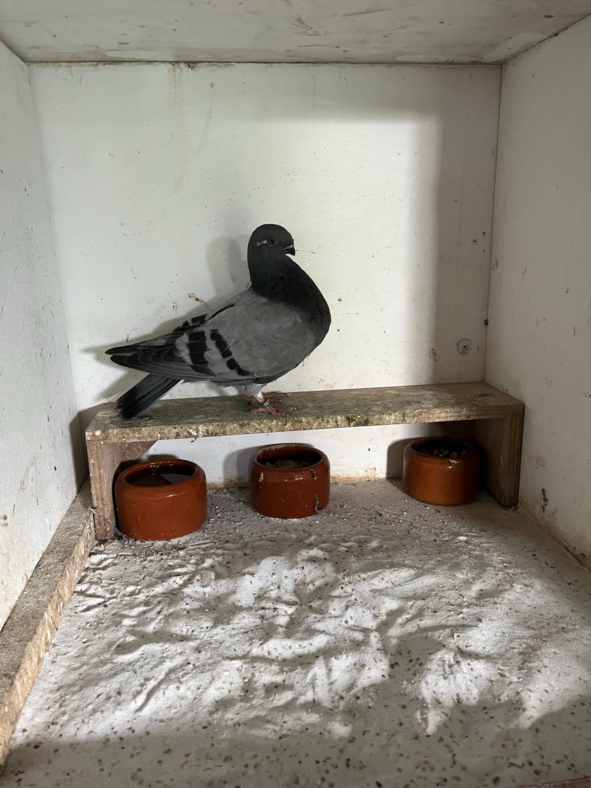 Canario kropper, Dieren en Toebehoren, Vrouwelijk, Kropper