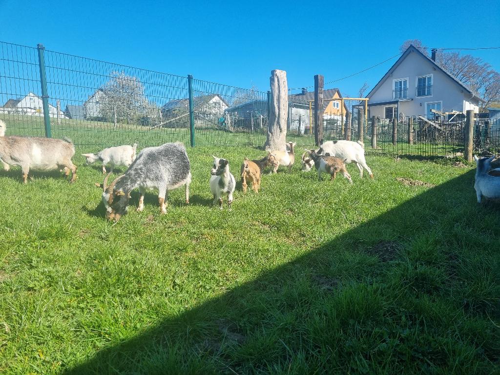 Zoek Dwerggeiten, geiten, mooie bonte, maanvlek, Dieren en Toebehoren, Schapen, Geiten en Varkens, Meerdere dieren, Geit, 0 tot 2 jaar