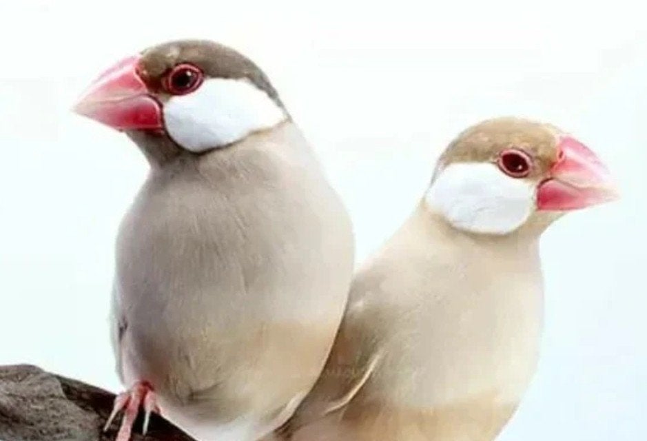 rijstvogel rijst vogels GEVRAAGD rijstvink, Dieren en Toebehoren, Vogels | Overige Vogels, Meerdere dieren