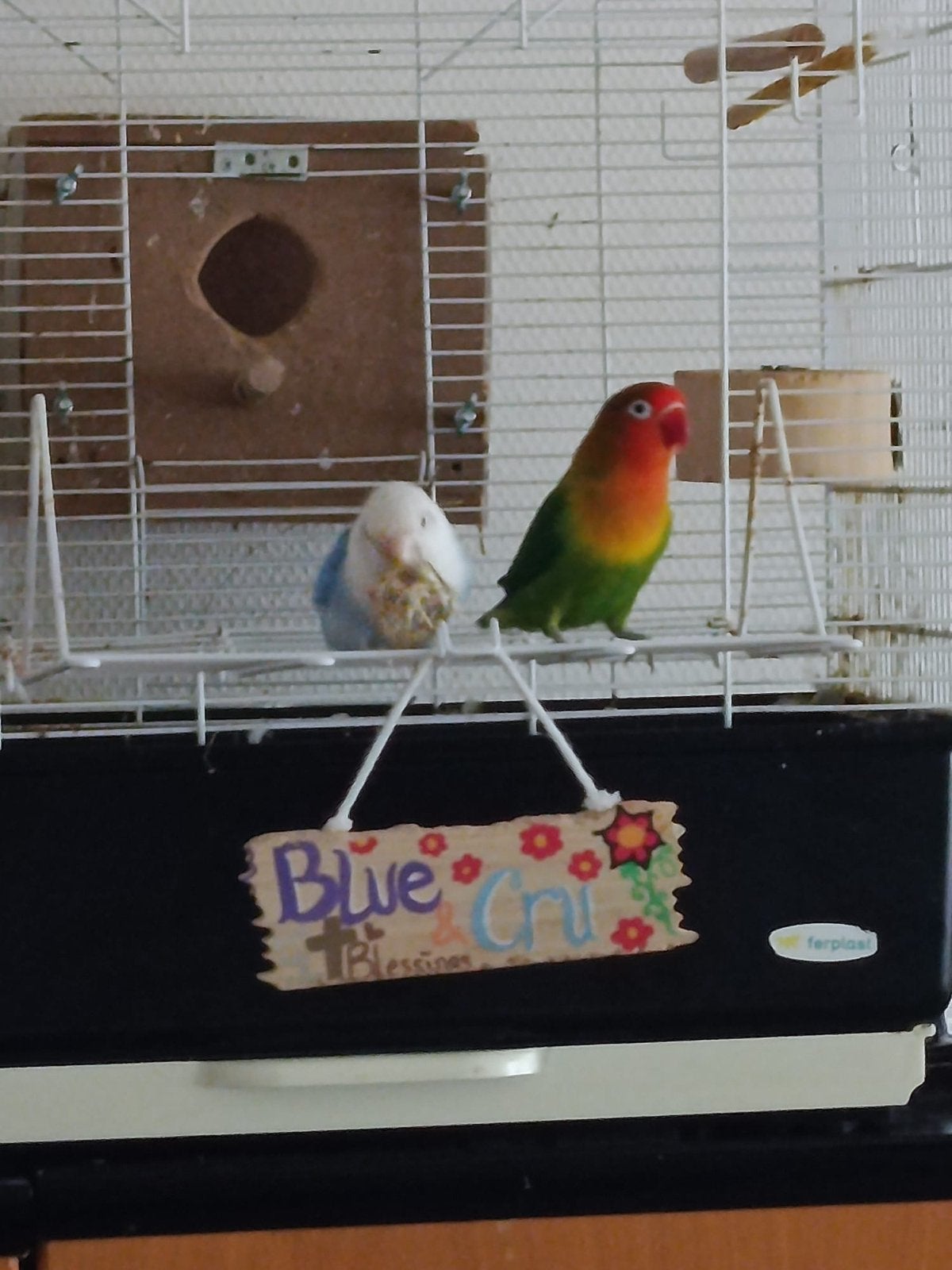Agapornissen / Lovebirds / Dwergpapegaaien, Dieren en Toebehoren, Meerdere dieren, Tam
