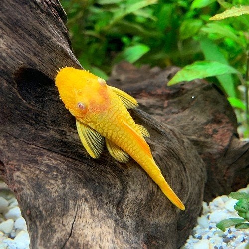 Algeneter. ( Ancistrus temminckii ), Dieren en Toebehoren, Vissen | Aquariumvissen, Vis