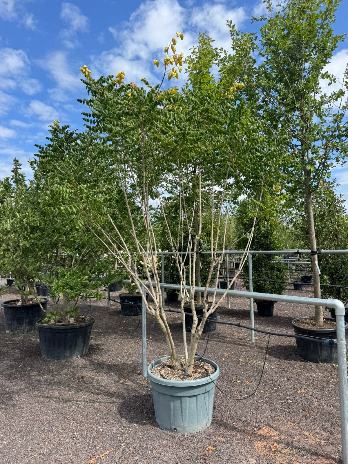 Koelreutria Paniculata/ Chinese Vernisboom, Tuin en Terras, Planten | Bomen, Overige soorten, 100 tot 250 cm, Zomer, Ophalen