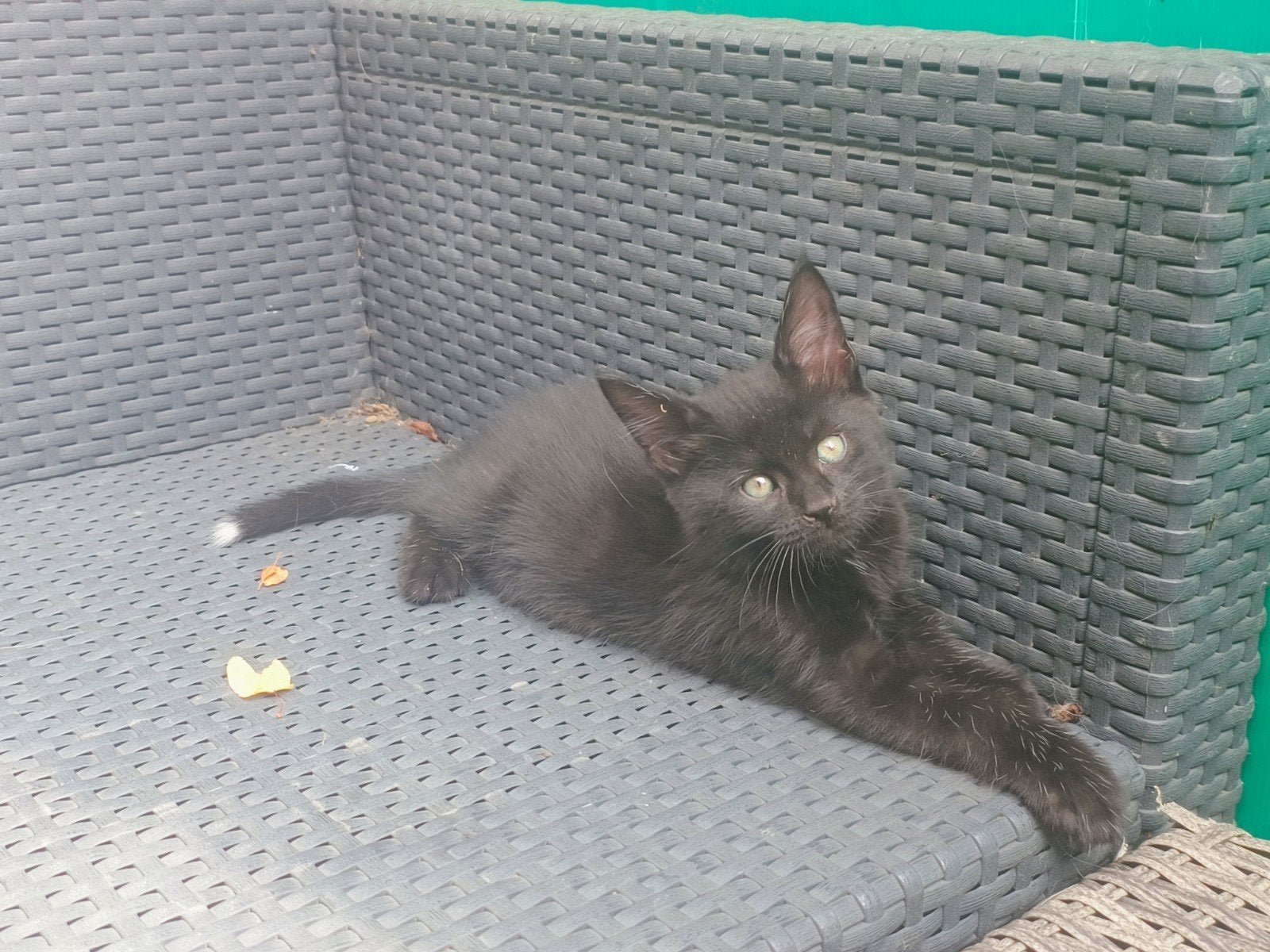 Maine Coon kruising, Meerdere dieren
