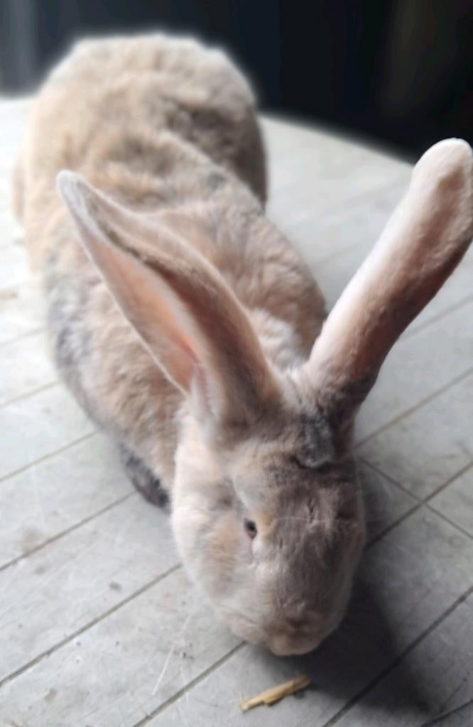 Volwassen lotharinger voedster, Dieren en Toebehoren, Konijnen, Vrouwelijk, Groot, Hangoor, 0 tot 2 jaar