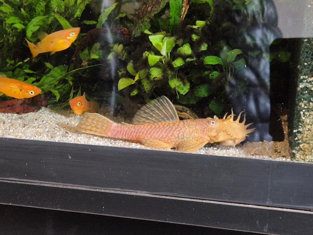 Ancistrus algeneter albino man (longfin), Dieren en Toebehoren, Vis, Zoetwatervis
