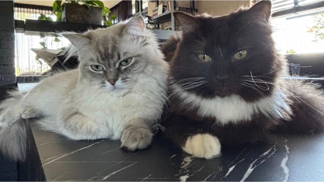 Twee prachtige en lieve ragdolls met stamboom, Meerdere dieren, Met stamboom, 0 tot 2 jaar
