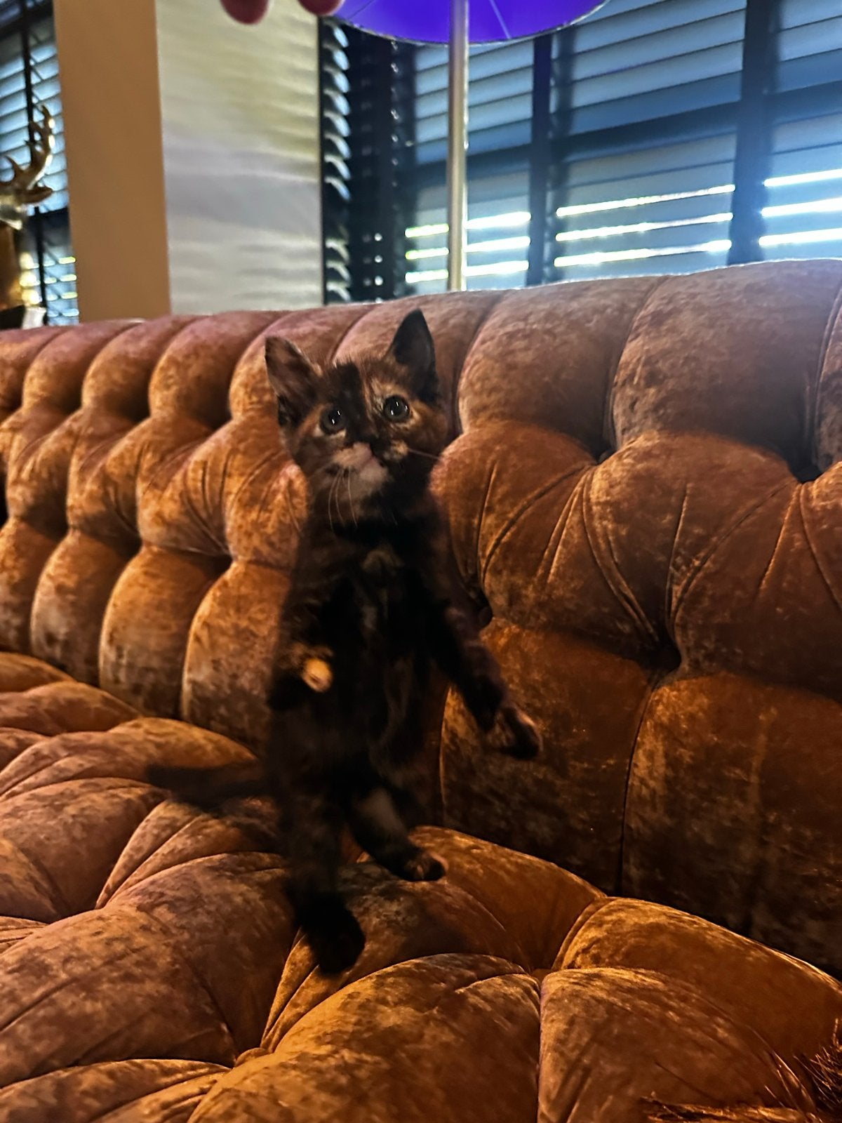 Kittens!, Dieren en Toebehoren, Poes