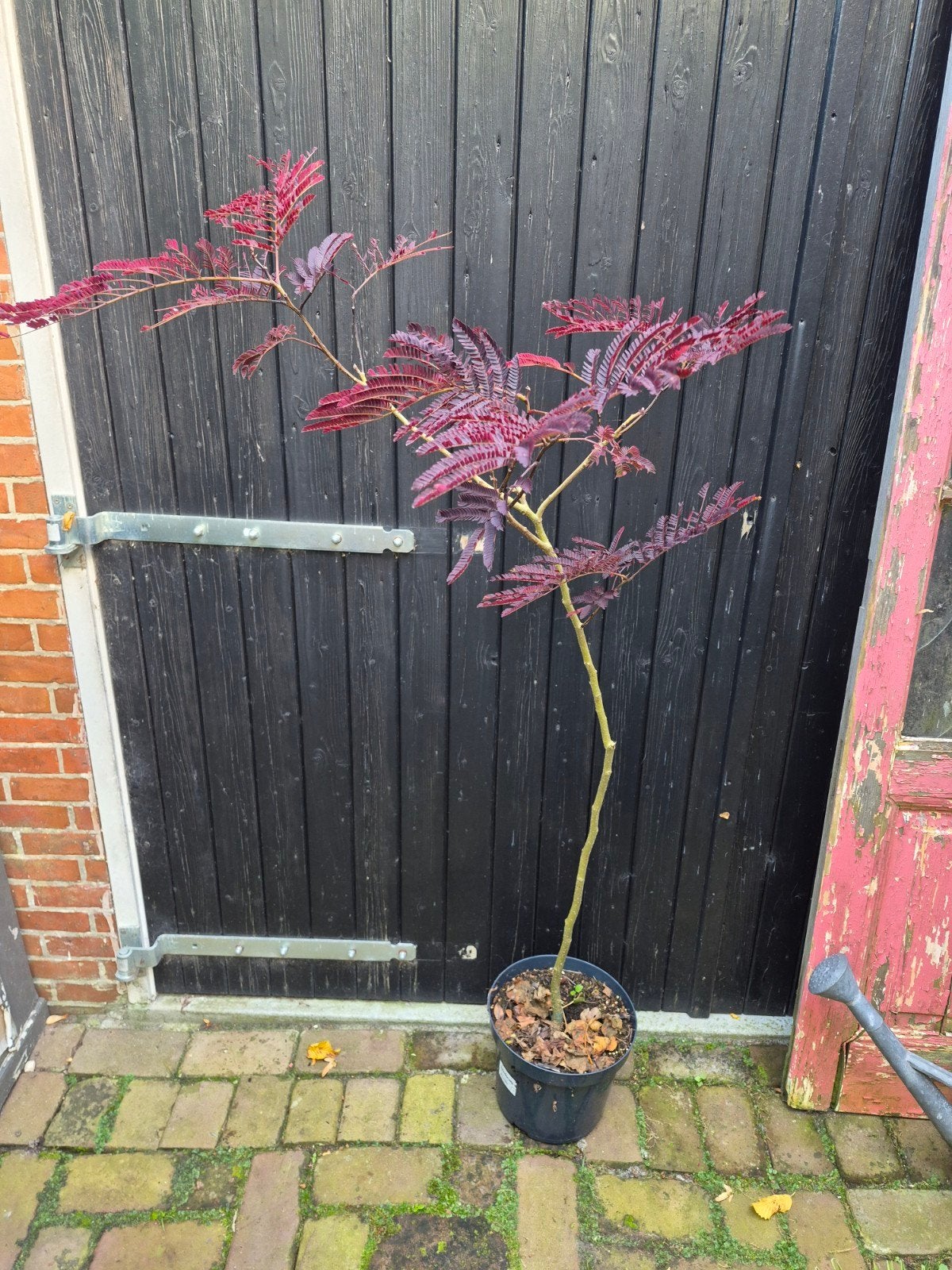 Perzische slaapboom 'Summer Chocolate' Albizia julibrissin, Tuin en Terras, Ophalen