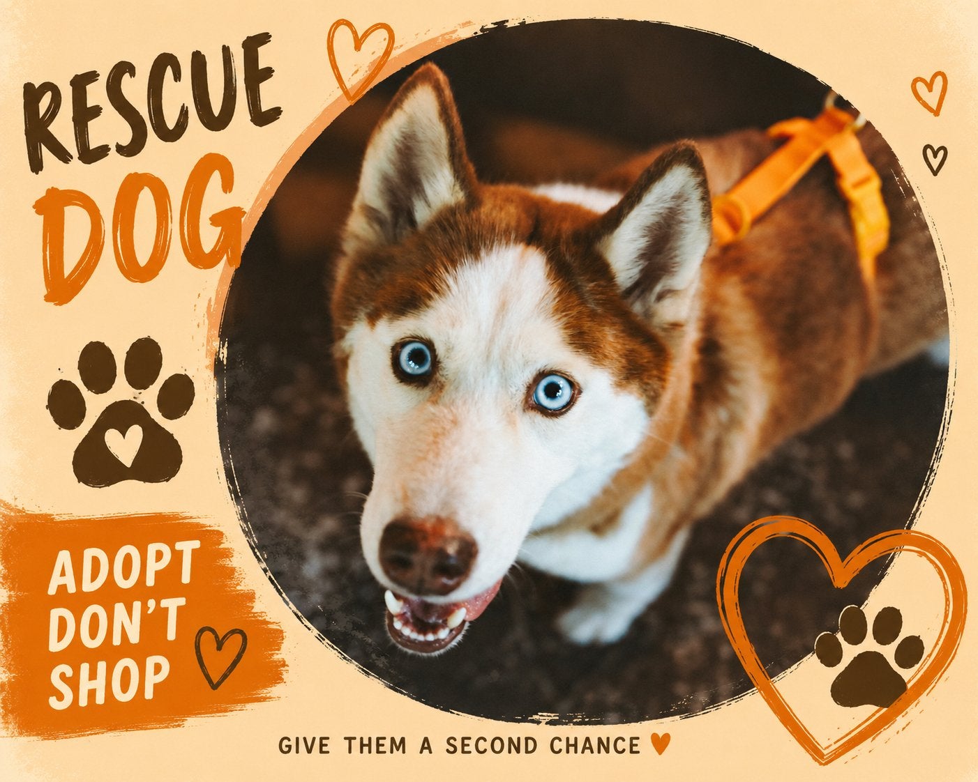 Lilu zoekt een thuis, Dieren en Toebehoren, Honden | Poolhonden, Keeshonden en Oertypen, Particulier, Teef, Poolhond, Eén hond