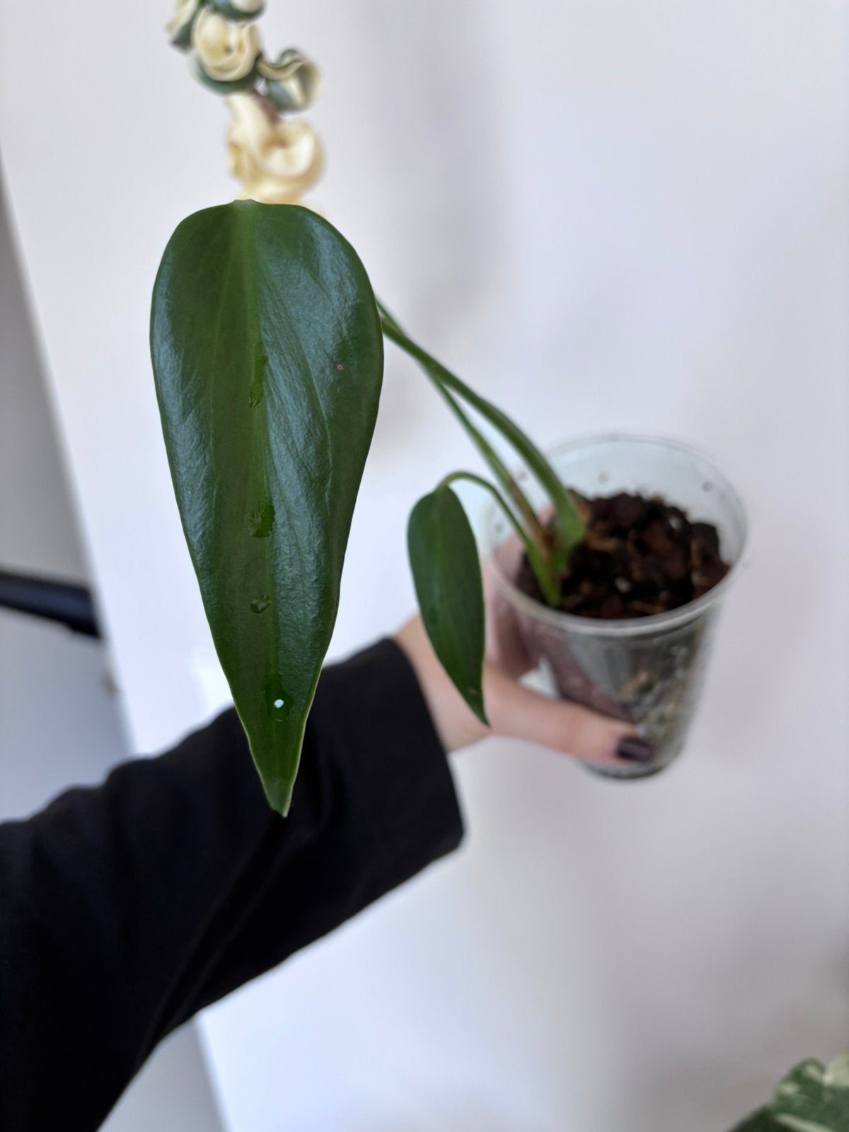 Monstera Burle Marx Flame, Huis en Inrichting, Kamerplanten, Ophalen of Verzenden, Halfschaduw, Minder dan 100 cm