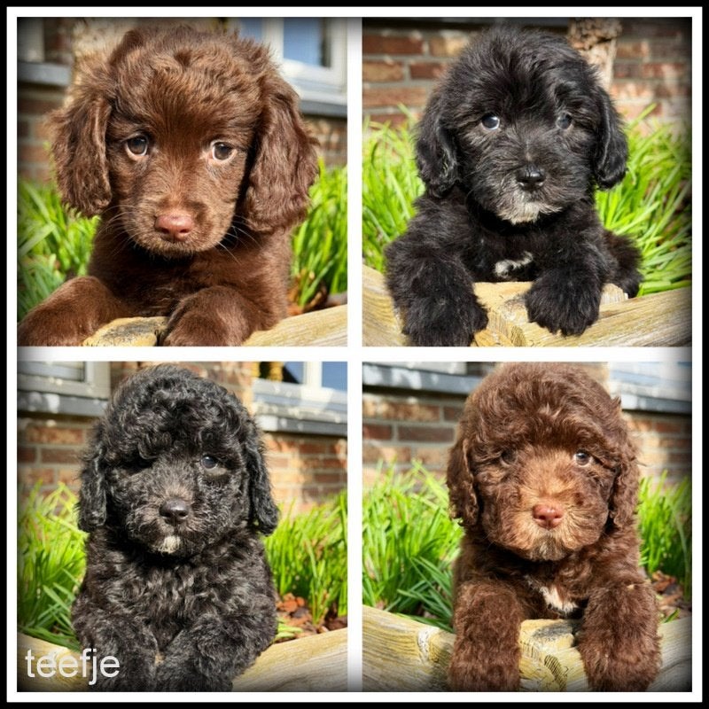 Boompoo F1b pups. Boomer x Poedel Middelslag, Nederland, Overige rassen, 8 tot 15 weken, CDV (hondenziekte)