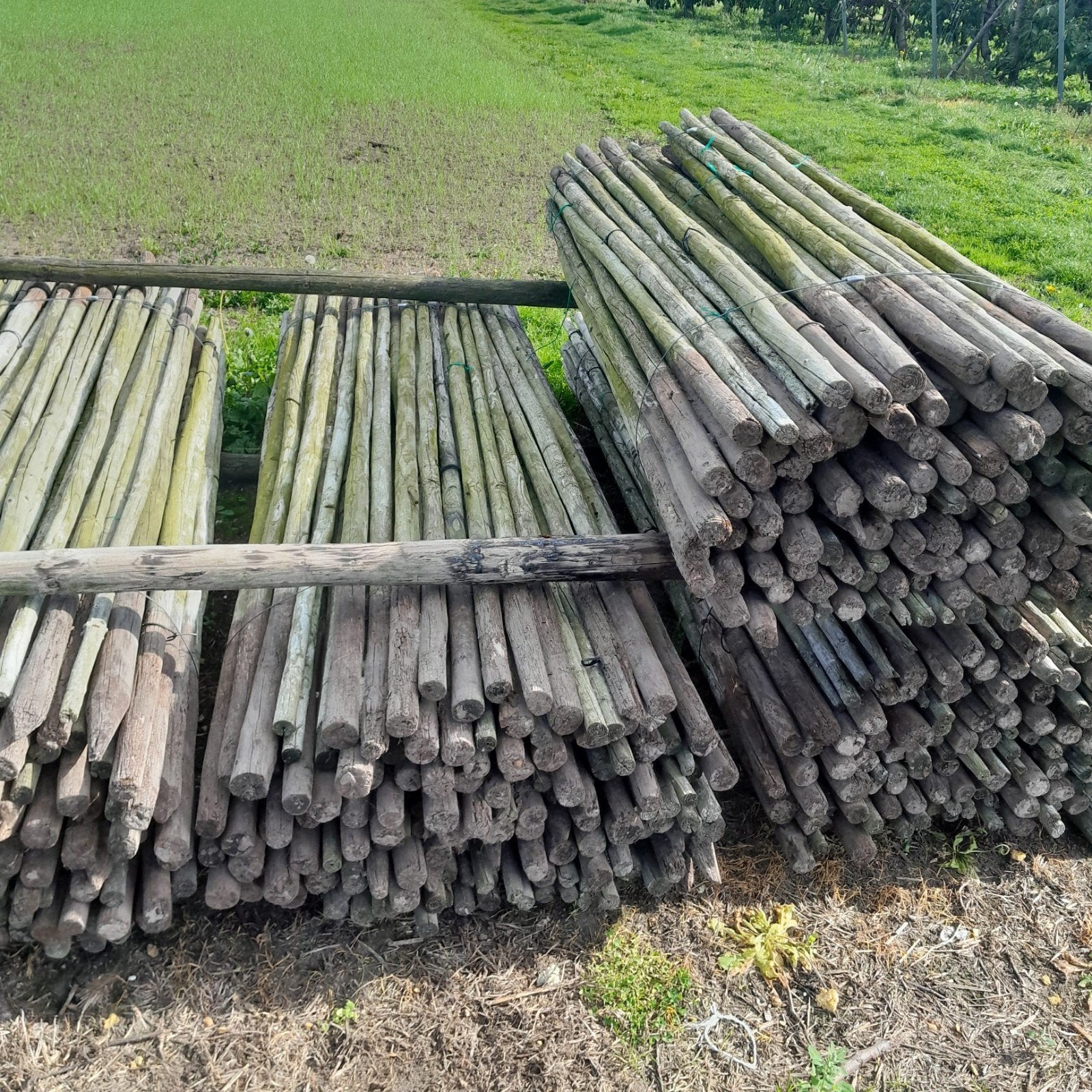 boompalen diverse maten, Ophalen, 250 cm of meer, Palen
