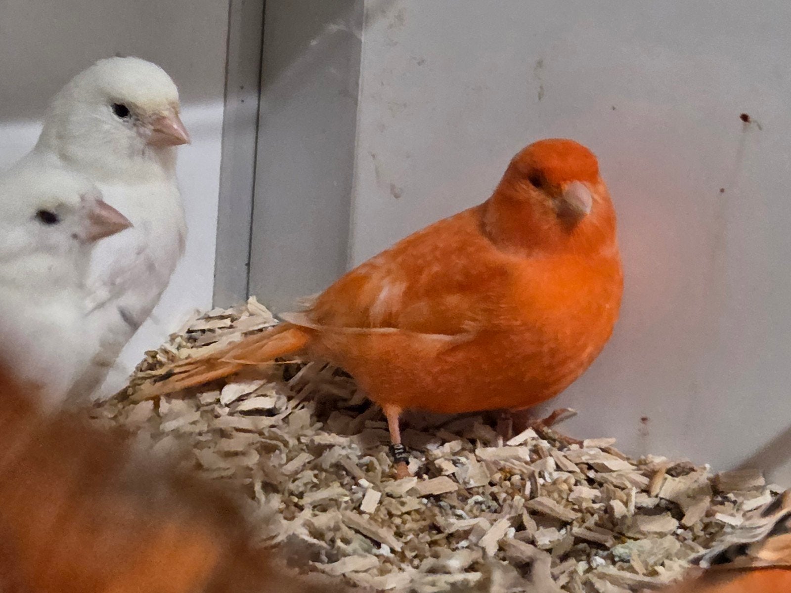 Rood intensief pop, Dieren en Toebehoren, Vogels | Kanaries, Vrouwelijk, Kleurkanarie