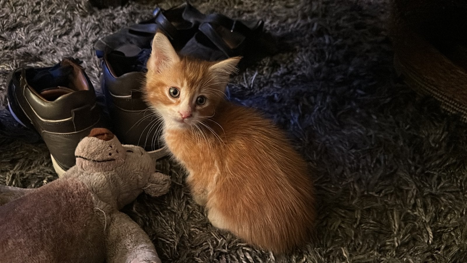kittens 75 % maincoon 25% Britse k. 7 weken, Meerdere dieren, Ontwormd, 0 tot 2 jaar