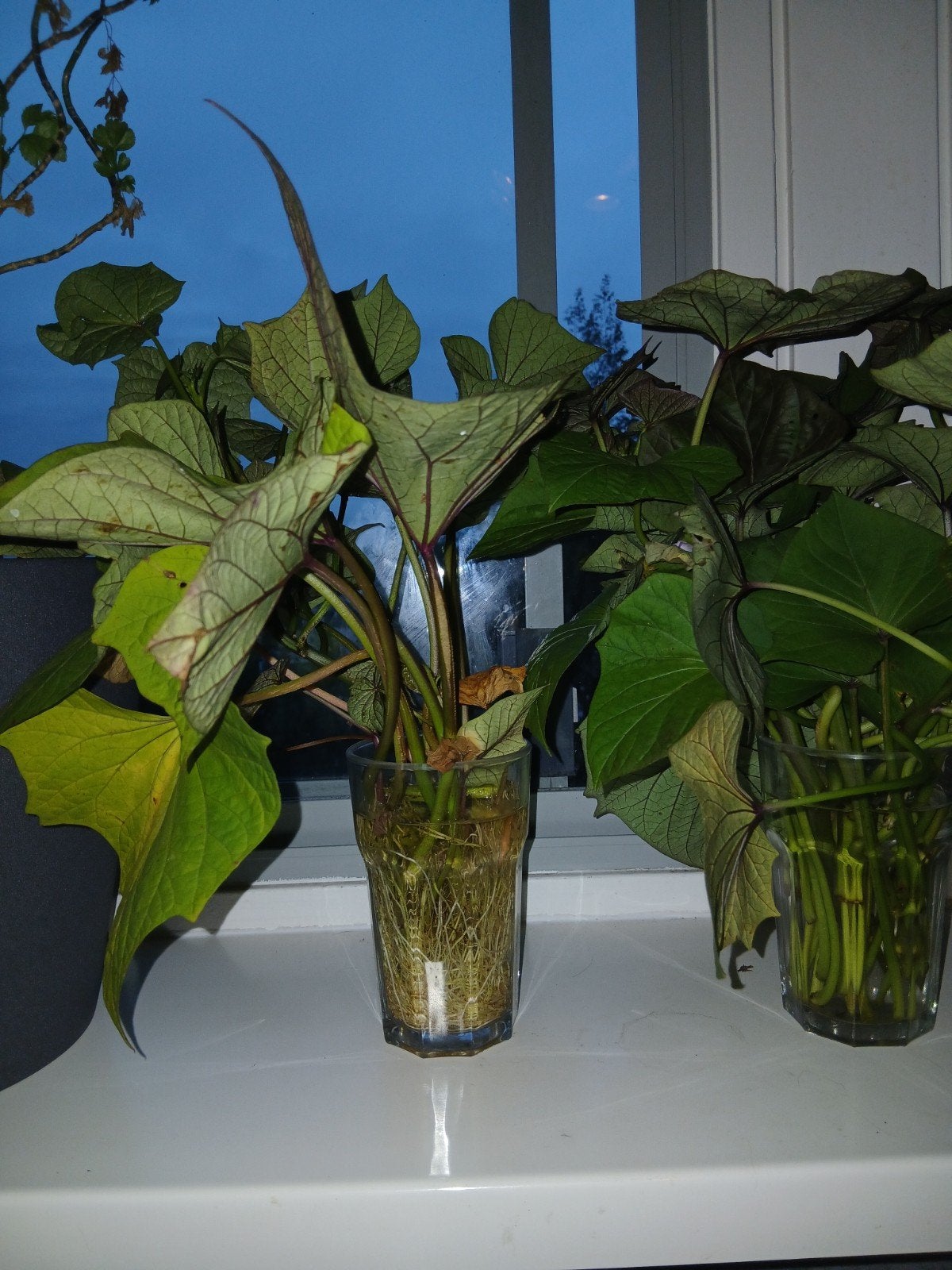 Zoete aardappel plantjes - stekken met wortels, Ophalen, Fruitplant, Halfschaduw, Minder dan 100 cm